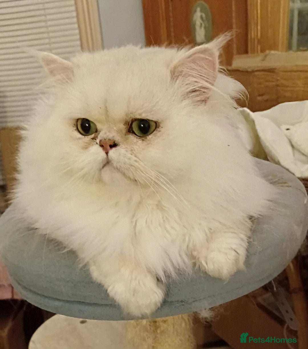 Persian cats for sale: 🐤White shaded gold/silver kittens ready to go - Advert 4