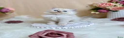 Ragdoll cats for sale: Outstanding Ragdoll Kittens✨Exceptional Quality - Advert 7