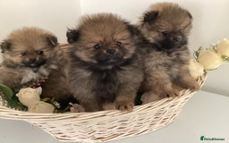 Pomeranian dogs for sale: READY NOW! kc reg STUNNING Pomeranian puppies  - Image 12