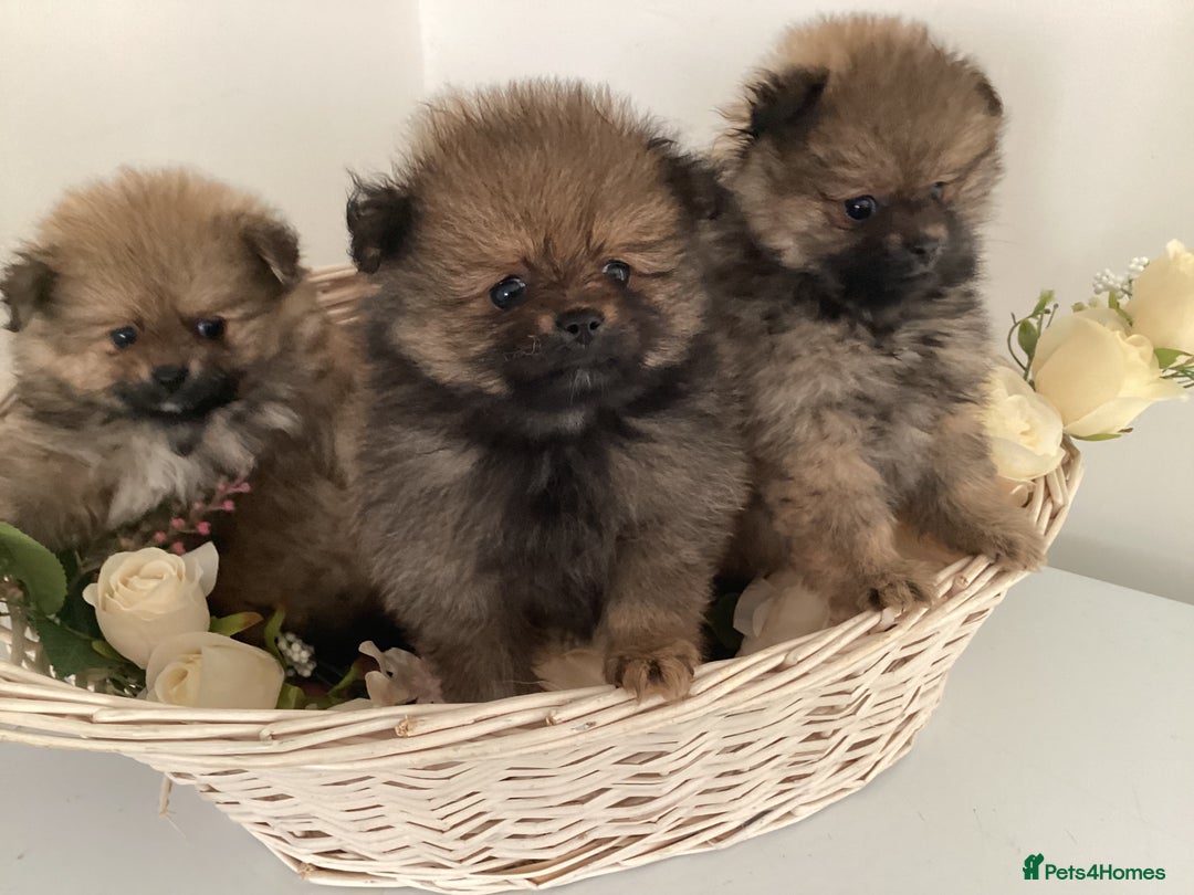 Pomeranian dogs for sale: READY NOW! kc reg STUNNING Pomeranian puppies  - Image 12