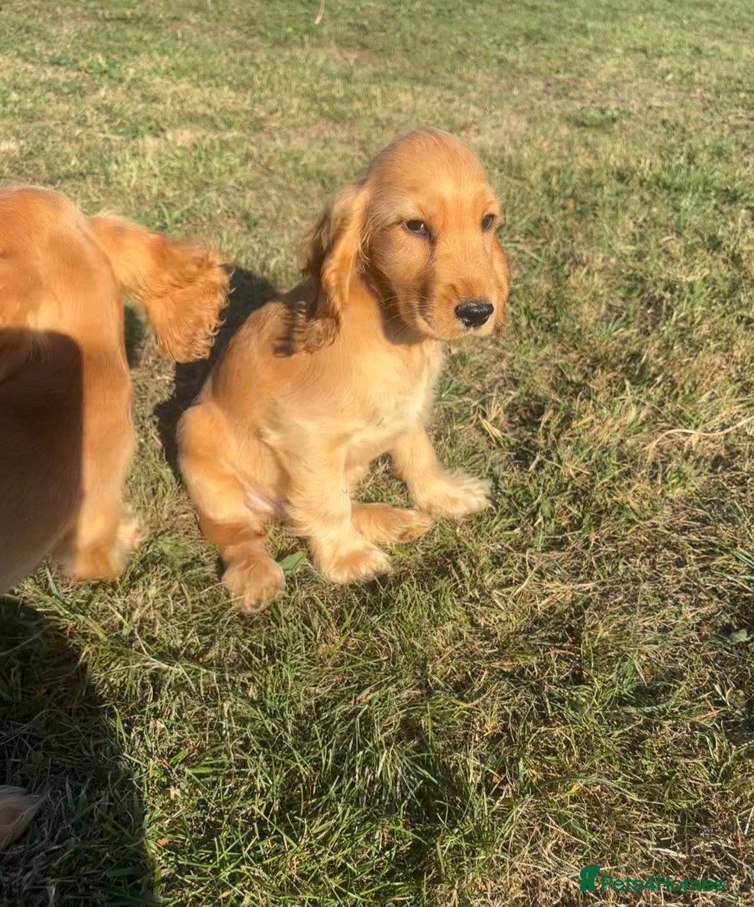 Cocker Spaniel dogs for sale: Cocker spaniel puppies for sale  - Image 8