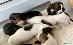 Jack Russell dogs for sale: Bob tail jacks  - Image 21