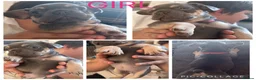 French Bulldog dogs for sale: 7 French Bulldogs KC registered  - Advert 3