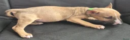 English Bull Terrier dogs for sale: English Bull pups ready to leave - Advert 6