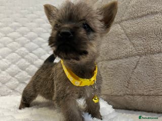 Cairn Terrier dogs Cairn terrier puppies - Advert 1