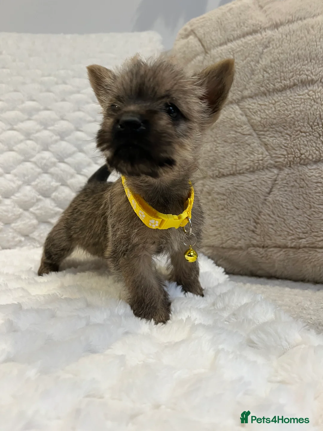 Cairn Terrier dogs for sale: Cairn terrier puppies  - Advert 1