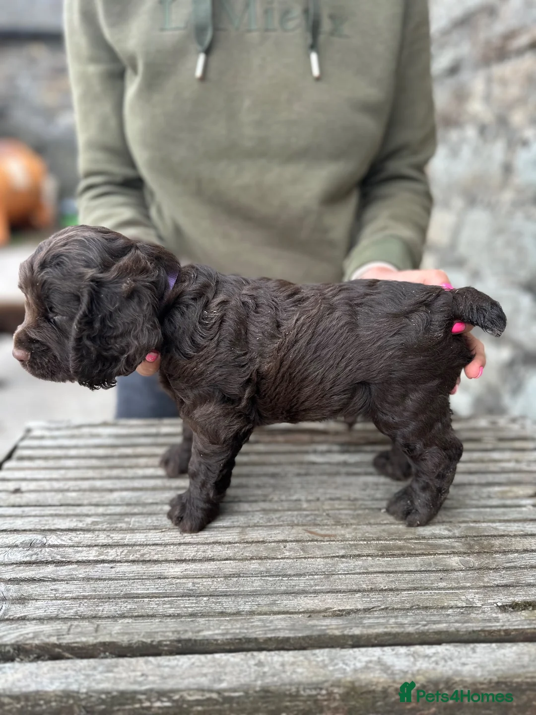 Cocker Spaniel dogs for sale: Fabulous working cocker spaniel - Advert 14