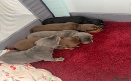 Miniature Dachshund dogs for sale: mini dachshund puppys❗️LAST BOY❗️ - Image 7