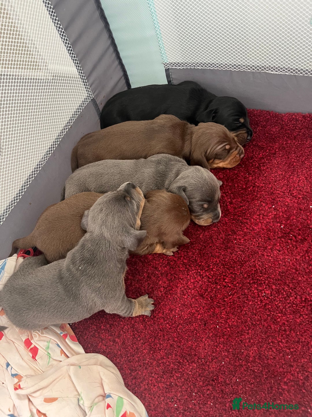 Miniature Dachshund dogs for sale: mini dachshund puppys❗️LAST BOY❗️ - Image 7
