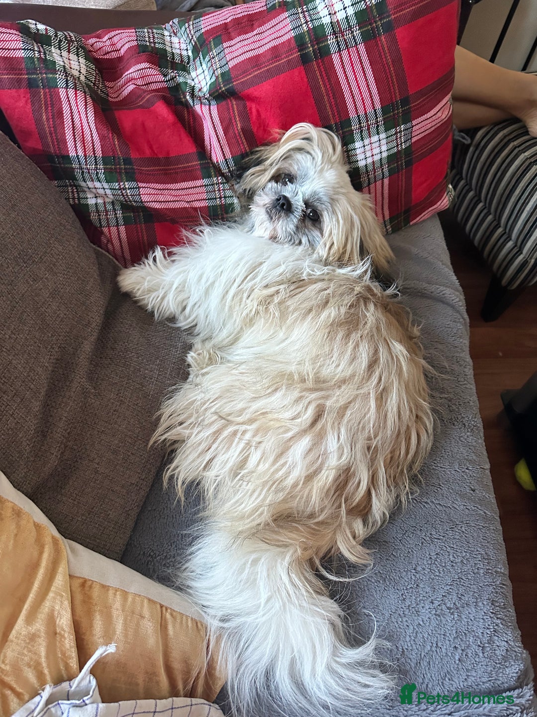 Shih Tzu dogs for sale: An incredibly handsome Shih Tzu male❤️ - Advert 3