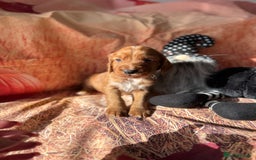 Cocker Spaniel dogs for sale: 🧡Fox Red WCS🧡 - Image 14