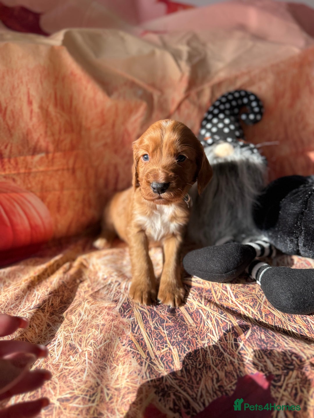 Cocker Spaniel dogs for sale: 🧡Fox Red WCS🧡 - Image 14