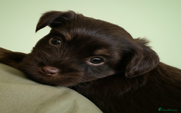 Yorkshire Terrier dogs for sale: Chocolate Yorkshire Terrier  - Image 9
