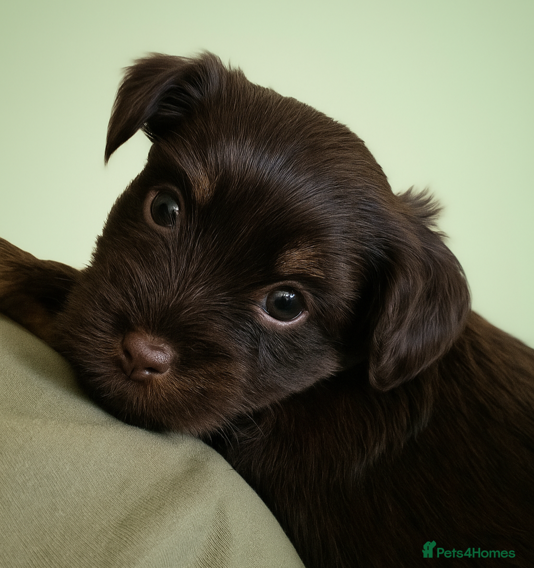 Yorkshire Terrier dogs for sale: Chocolate Yorkshire Terrier  - Image 9