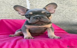 French Bulldog dogs for sale: 🔥READY TODAY Quality KC French Bulldog Puppies✨🔥 - Image 4