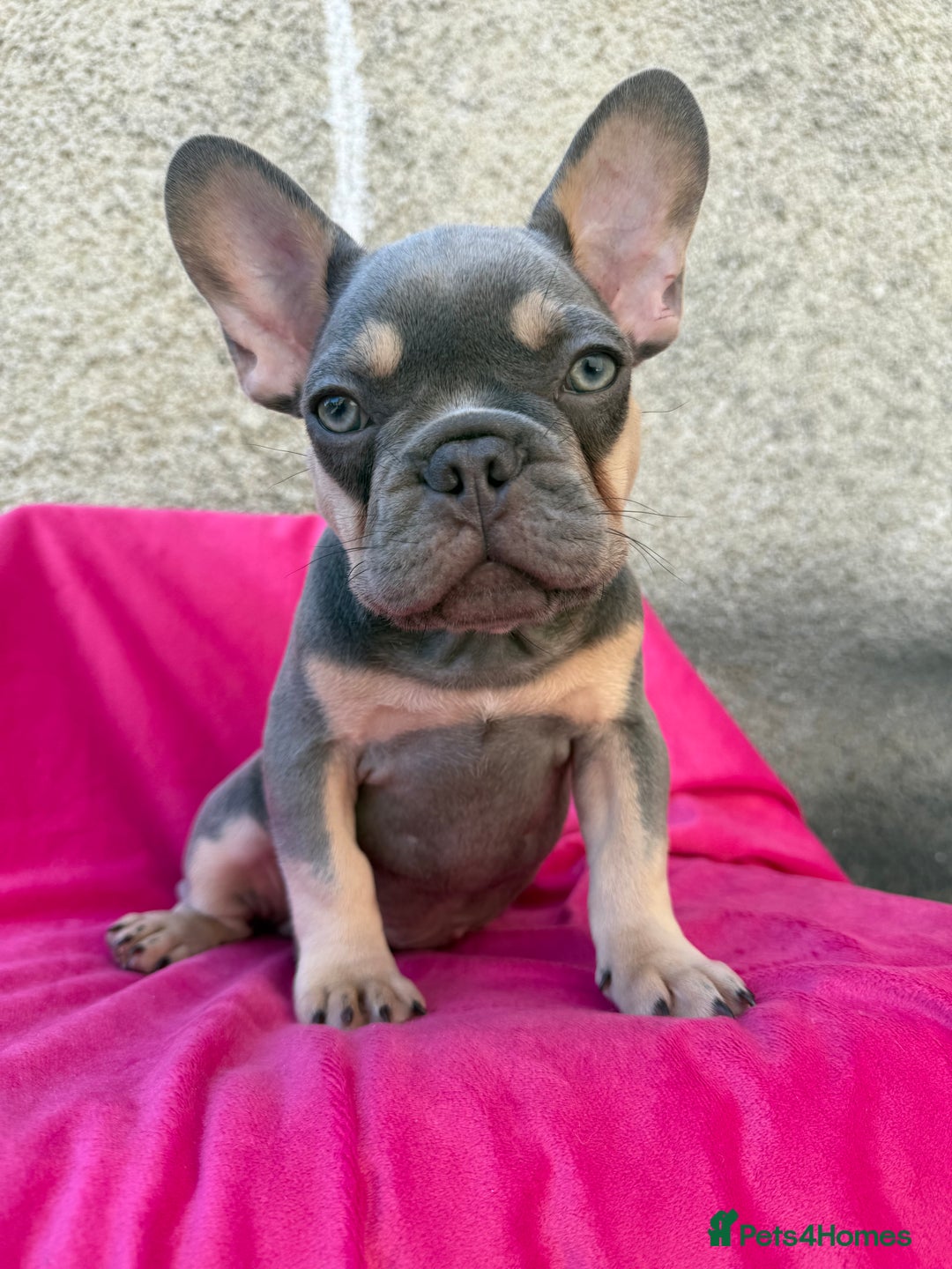 French Bulldog dogs for sale: 🔥READY TODAY Quality KC French Bulldog Puppies✨🔥 - Image 4