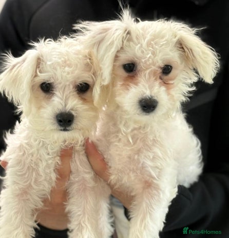 Mixed Breed dogs - Advert 4