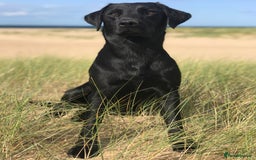 Labrador Retriever dogs for sale: Gorgeous black dog remaining from litter  - Image 5