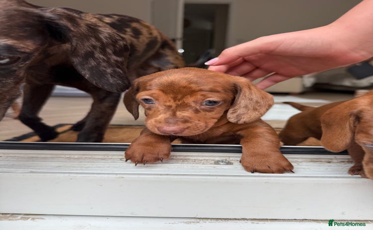 Mixed Breed dogs - Advert 1