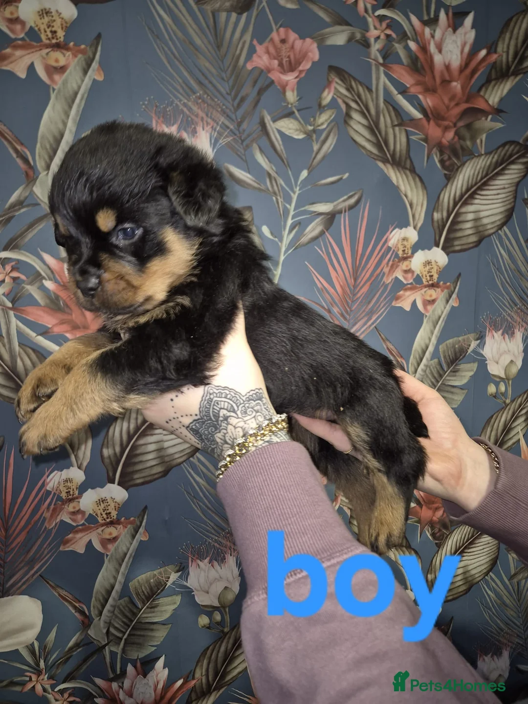 Rottweiler dogs for sale: 1 Left male Exceptional KC Registered Rottweiler  - Advert 26