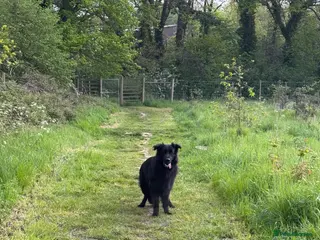 German Shepherd dogs Black German Shepherd - Advert 12