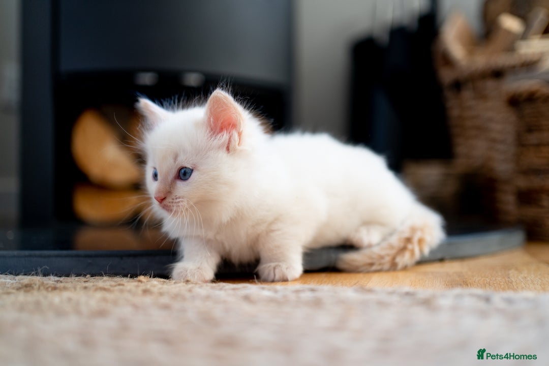 Ragdoll cats for sale: Pure Ragdol kittens ready for a new homes  - Advert 8