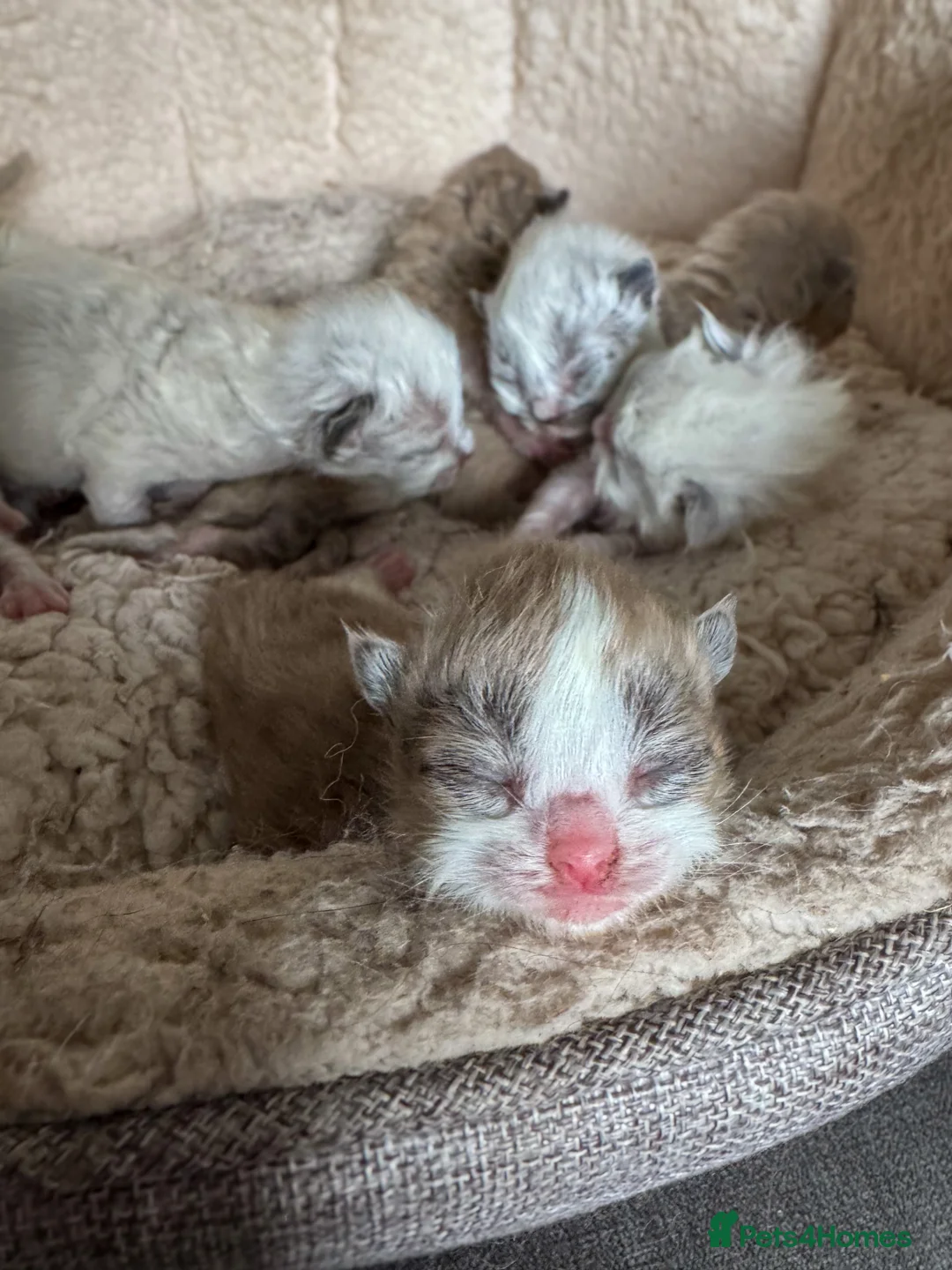 Ragdoll cats for sale: Mink Ragdolls  - Advert 12