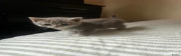 Ragdoll cats for sale: ragdoll mix for sale - Advert 5