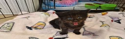 Mixed Breed cats for sale: Re available 2 girls one long hair - Advert 10