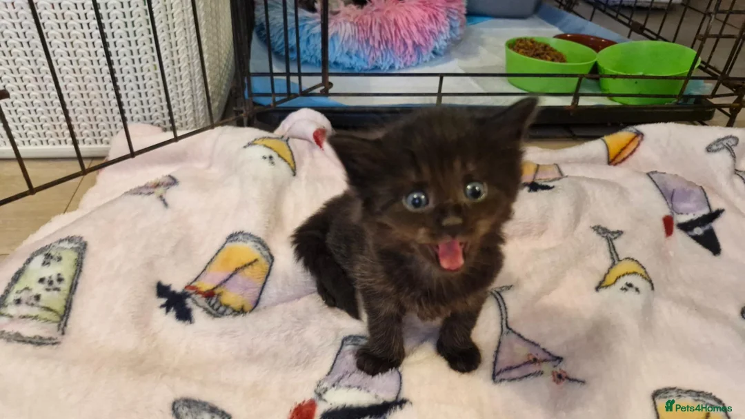 Mixed Breed cats for sale: Re available 2 girls one long hair - Advert 10