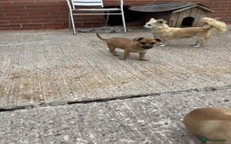 Chihuahua dogs for sale: 2 little male chihuahua puppy's  - Image 2