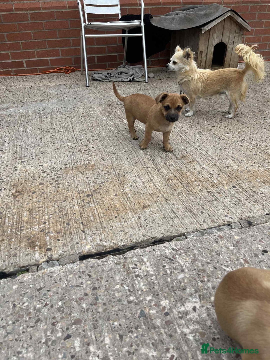 Chihuahua dogs for sale: 2 little male chihuahua puppy's  - Image 2