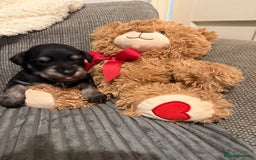 Mixed Breed dogs for sale: Reduced  last boy ! Miniature schnauzer/schnoodle  in Hull - Image 3