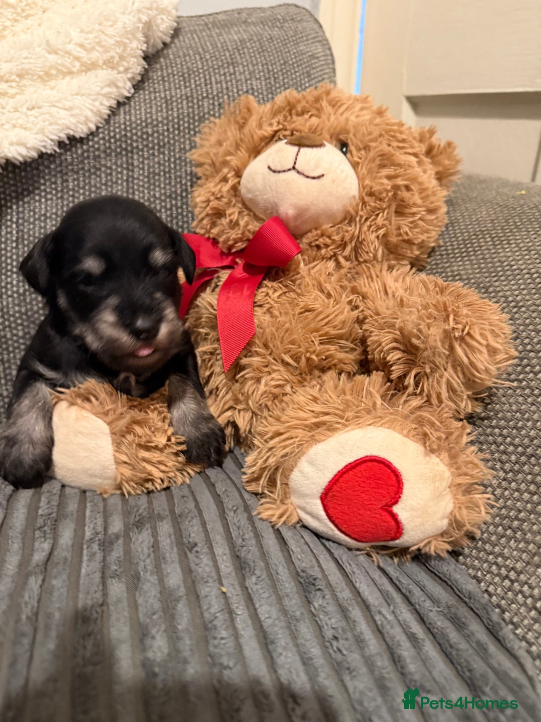 Mixed Breed dogs for sale: Reduced  last boy ! Miniature schnauzer/schnoodle  in Hull - Image 3
