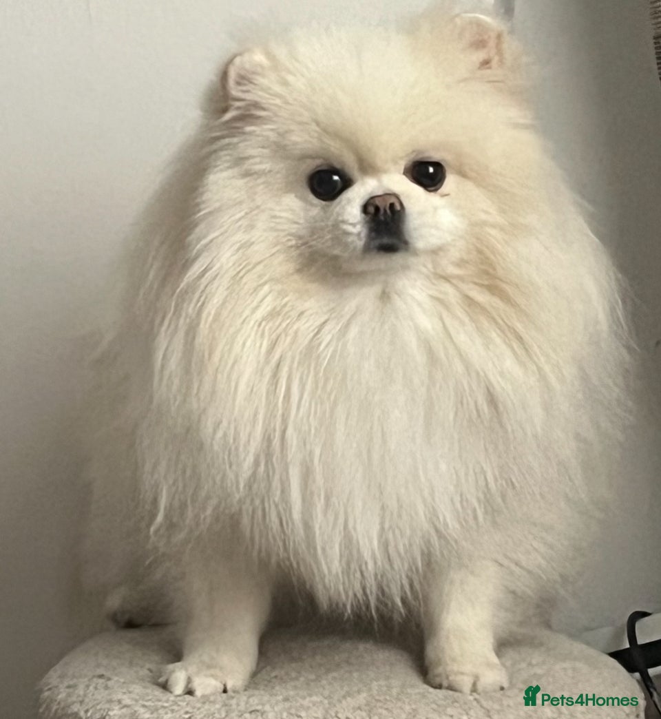 Pomeranian dogs Beautiful 3yr old female pom - Advert 15