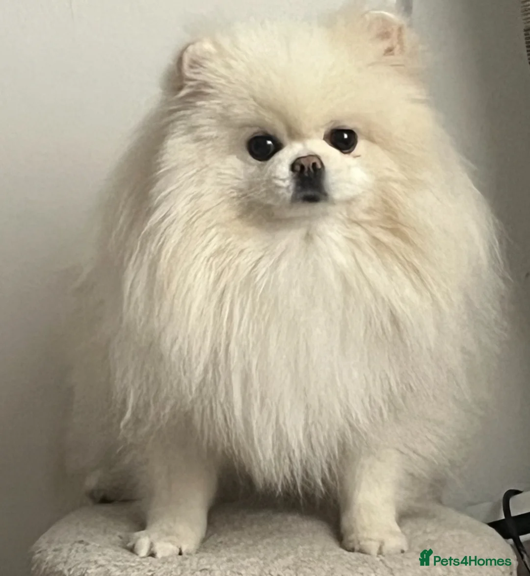 Pomeranian dogs for sale: Beautiful 3yr old female pom - Advert 3