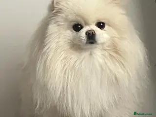 Pomeranian dogs Beautiful 3yr old female pom - Advert 15