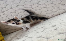 Mixed Breed cats for sale: 7 little kittens - Image 26