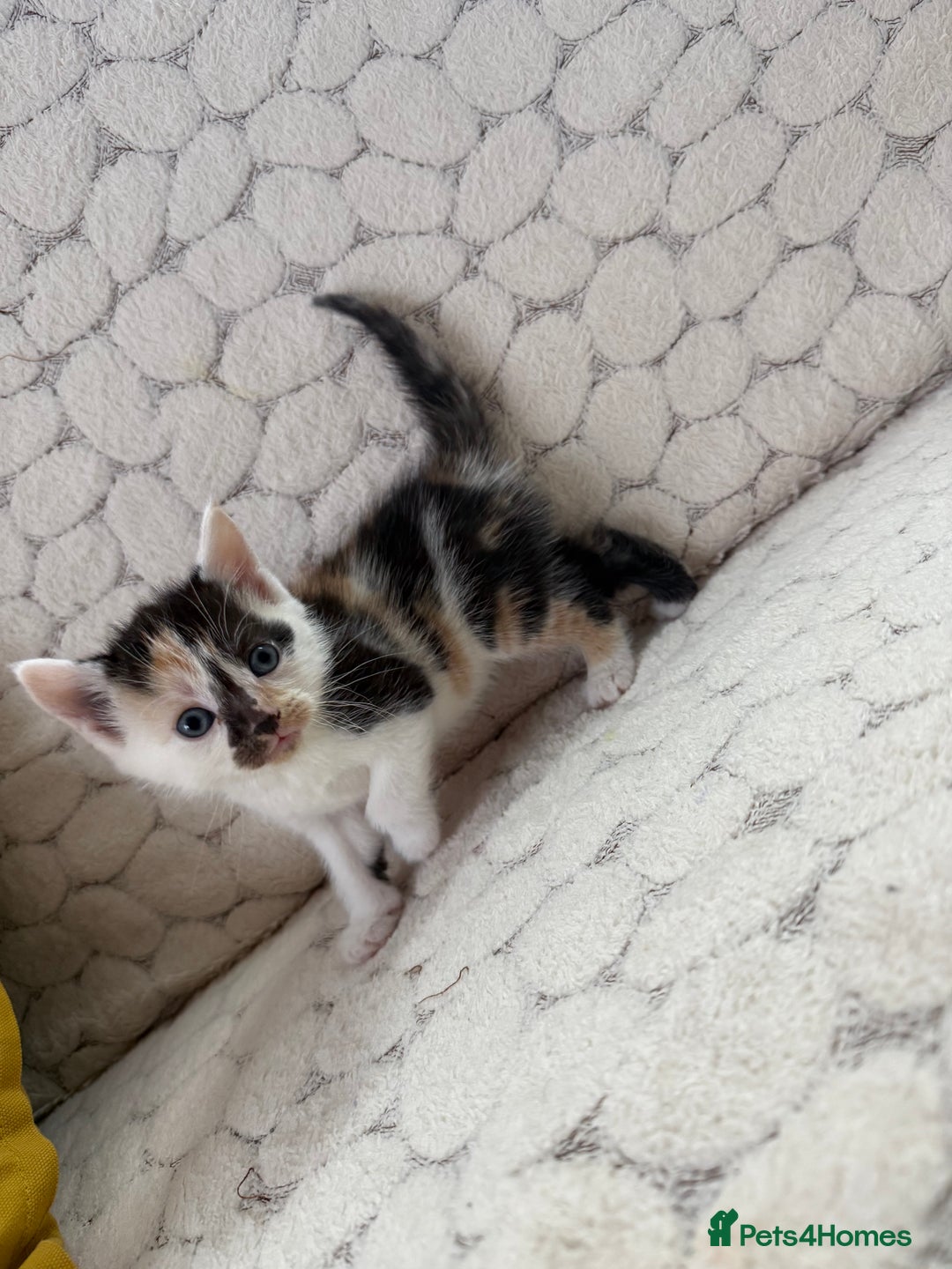 Mixed Breed cats for sale: 7 little kittens - Image 26