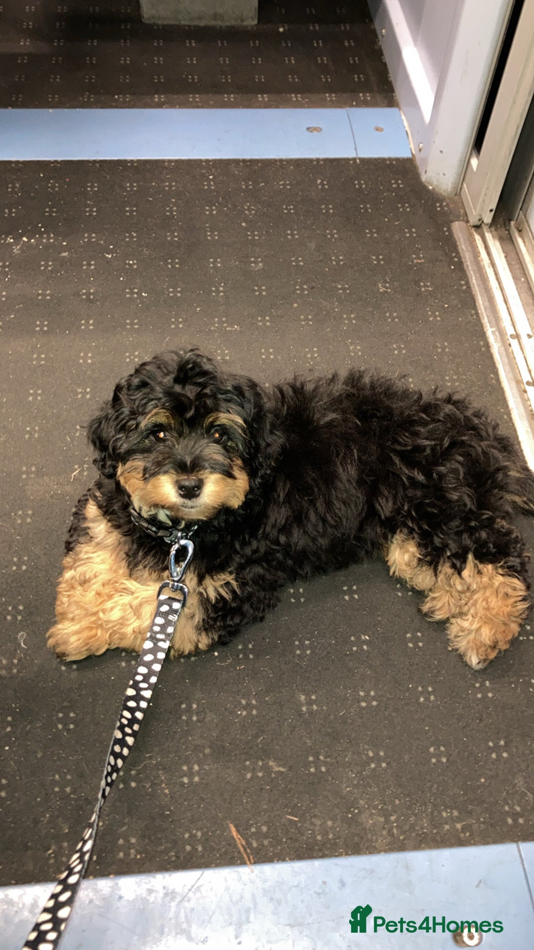Shihpoo dogs for sale: Chilli The Shihpoo  - Advert 9