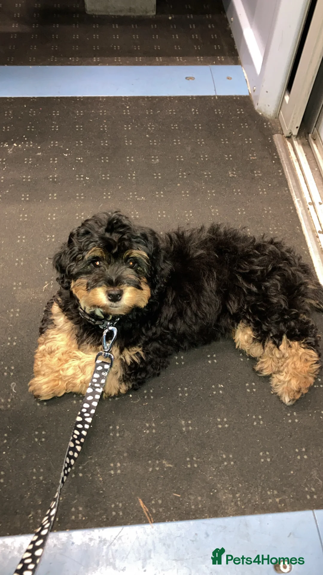 Shihpoo dogs for sale: Chilli The Shihpoo  - Advert 9
