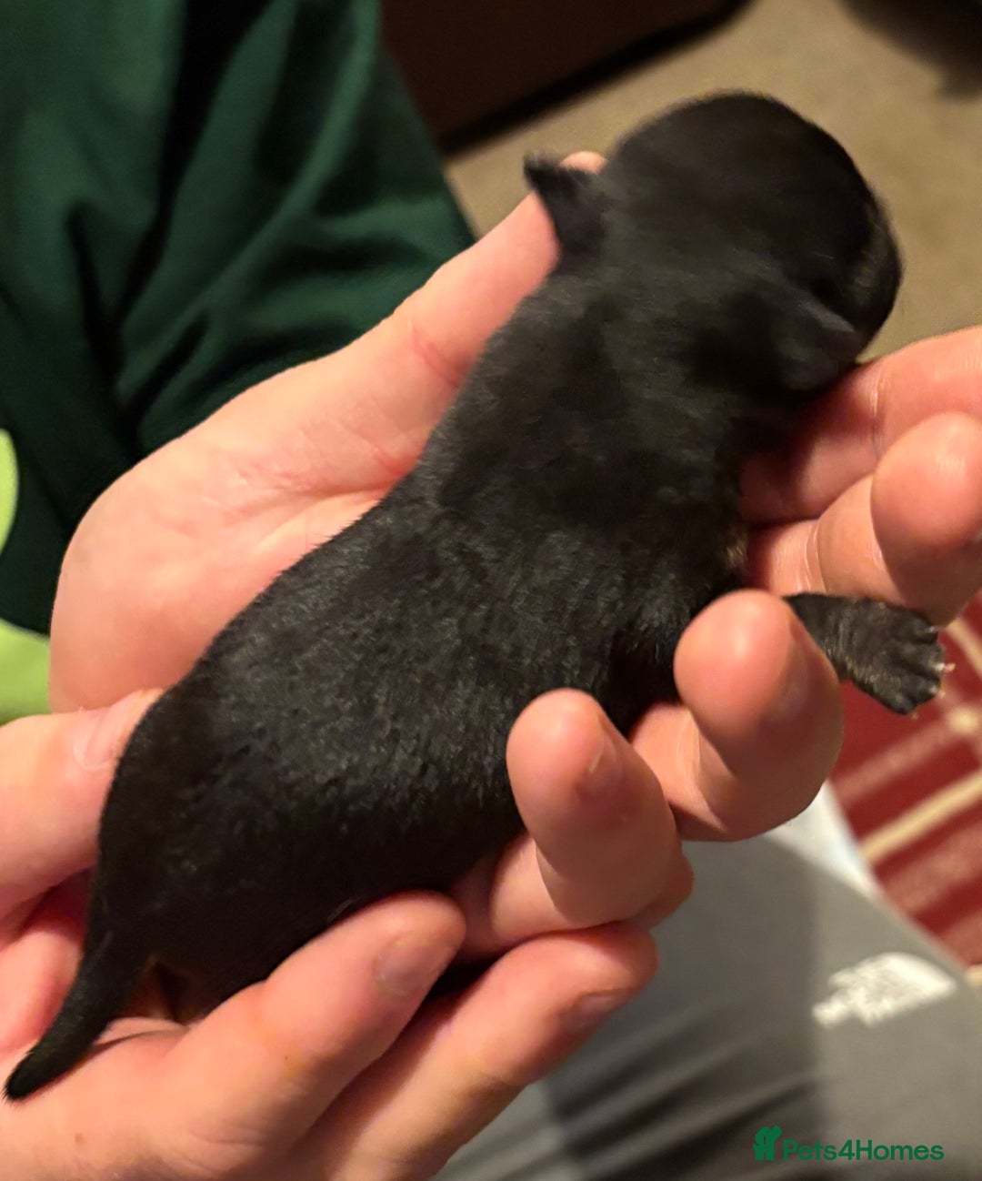 Chihuahua dogs for sale: Sweet chihuahua bundles of joy  - Image 3