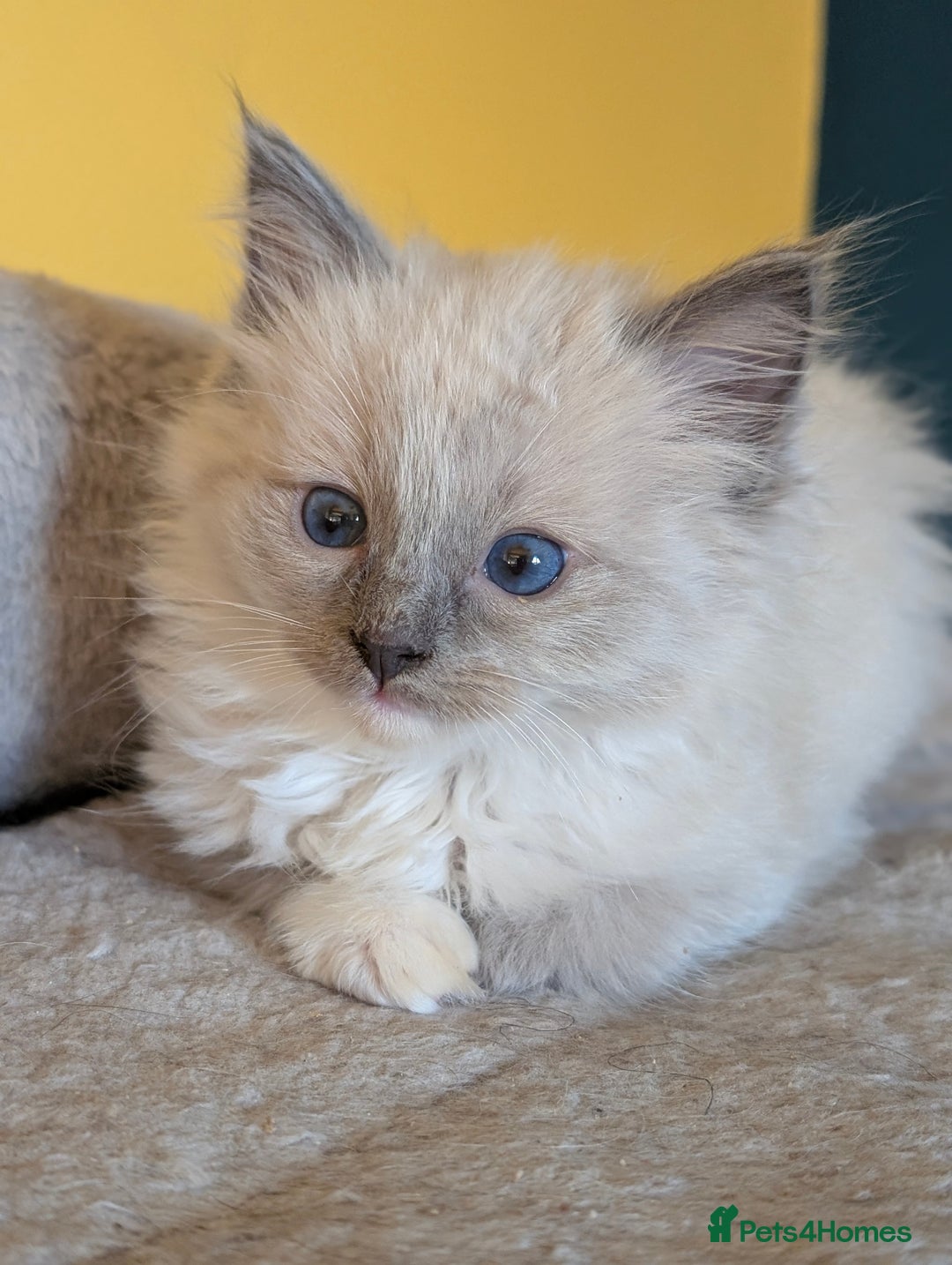 Ragdoll cats for sale: Gorgeous Ragdoll Kittens  - Advert 21