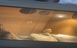 Bearded Dragon reptiles for sale: Boy bearded dragon for sale  - Advert 6