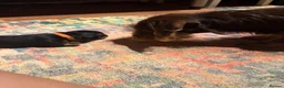 Dachshund dogs for sale: Dachshund Puppys - Advert 16
