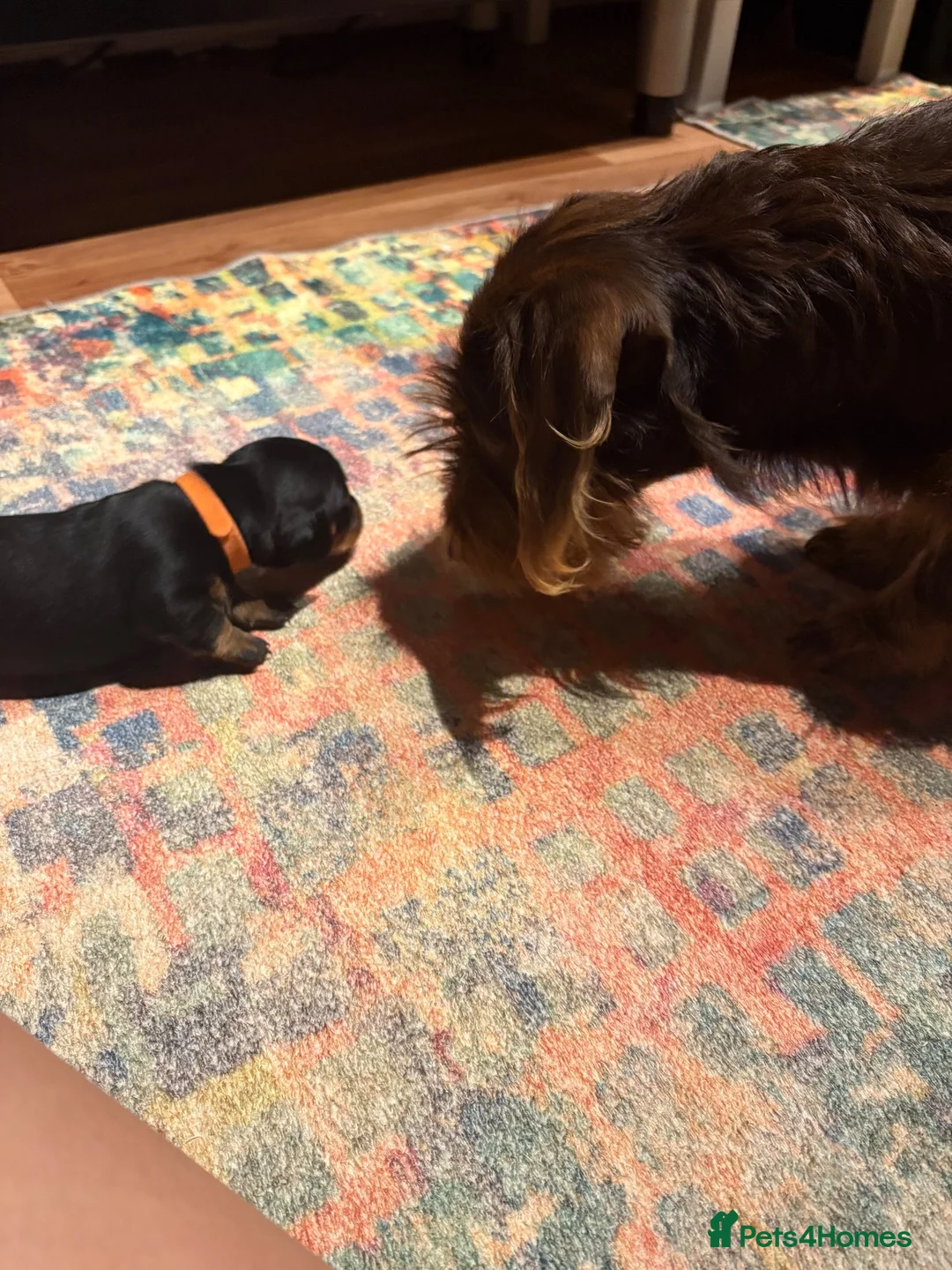 Dachshund dogs for sale: Dachshund Puppys - Advert 16