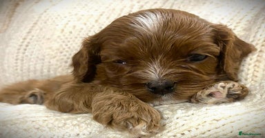 Cavapoo dogs - Advert 10