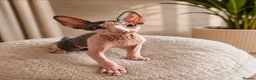Sphynx cats for sale: Amazing DBE Sphynx kitten GCCF & TICA   - Advert 13