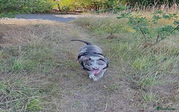 Alapaha Blue Blood Bulldog dogs for sale: Blue Merle with one blue and one green eye Female - Advert 3