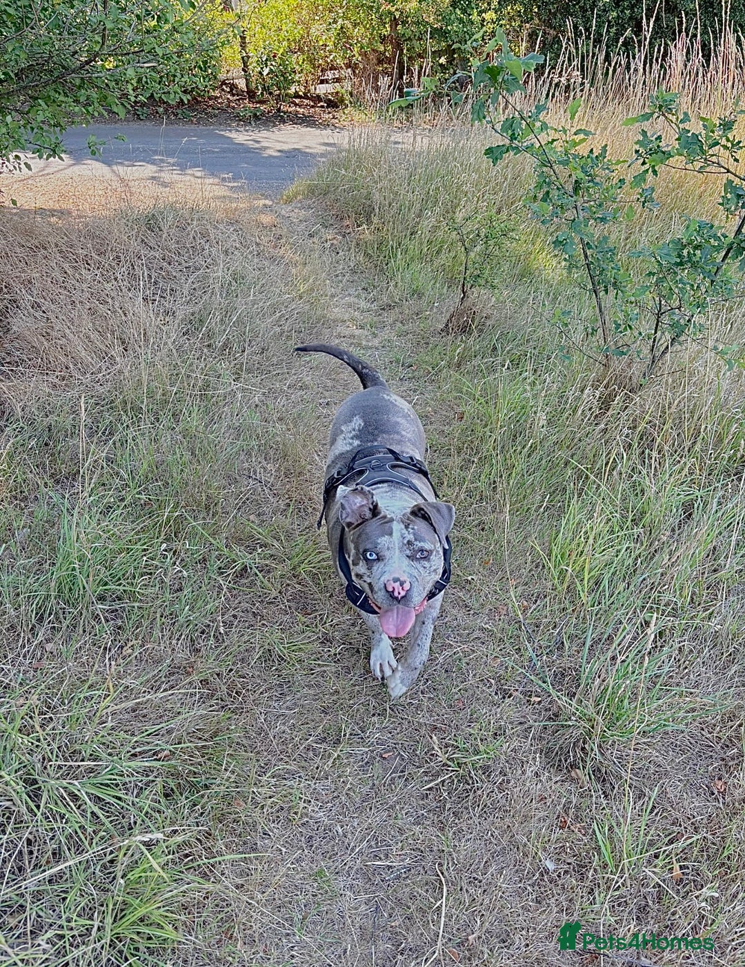Alapaha Blue Blood Bulldog dogs for sale: Blue Merle with one blue and one green eye Female - Advert 3